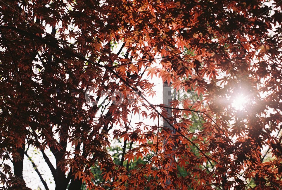 빛,나무,하늘,필름사진,햇빛,가을,계절,fall,autumn,season,leaf,잎,plant,식물,tree,flare,플레어,light,maple,단풍