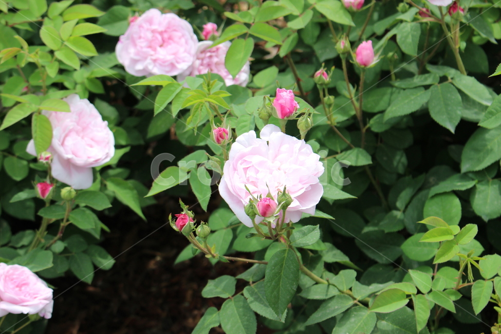 꽃,봄,여름,꽃잎,꽃축제,식물,자연,plants,nature,꽃,flower