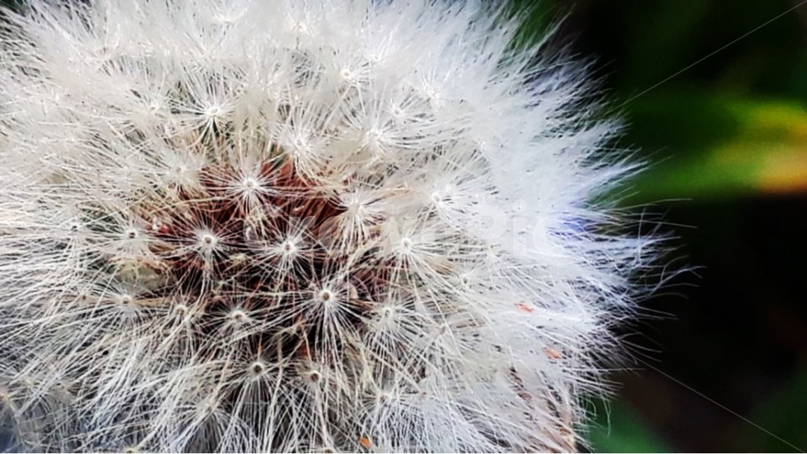 씨앗,민들레홀씨,민들레,자연,소원,식물,자연,plants,nature