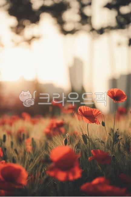 상동호수공원,아침,일출,양귀비,청보리,따스함,예쁜,morning,susrise,beautiful,역광,backlight,warm,spring,봄