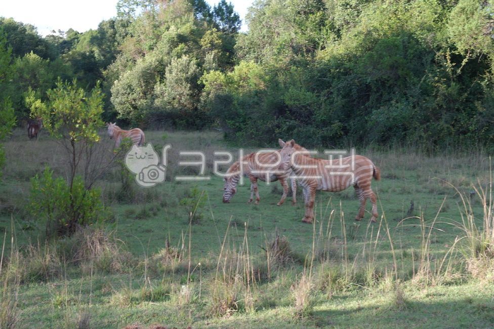 zebra,Albino zebra,safari,albino,Africa
