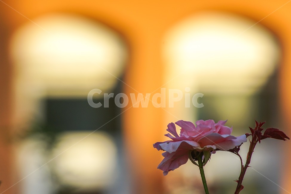 장미,창문,꽃,식물,아치,식물,자연,plants,nature,꽃,flower