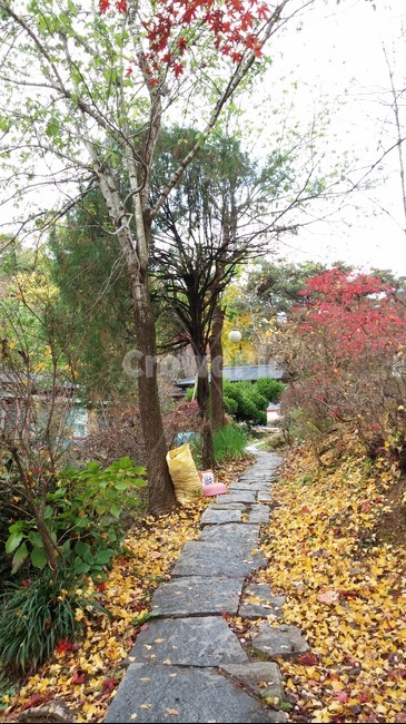 가을,식물,나무,자연,오솔길,식물,자연,plants,nature