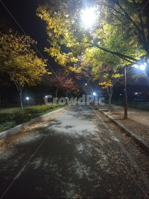 가로등,불빛,나무,그림자,길