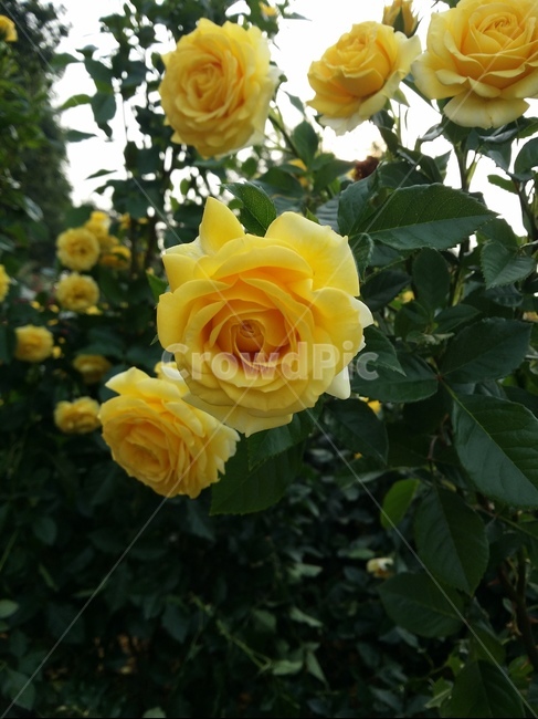 꽃,꽃잎,줄기,풀잎,자연,식물,자연,plants,nature,꽃,flower