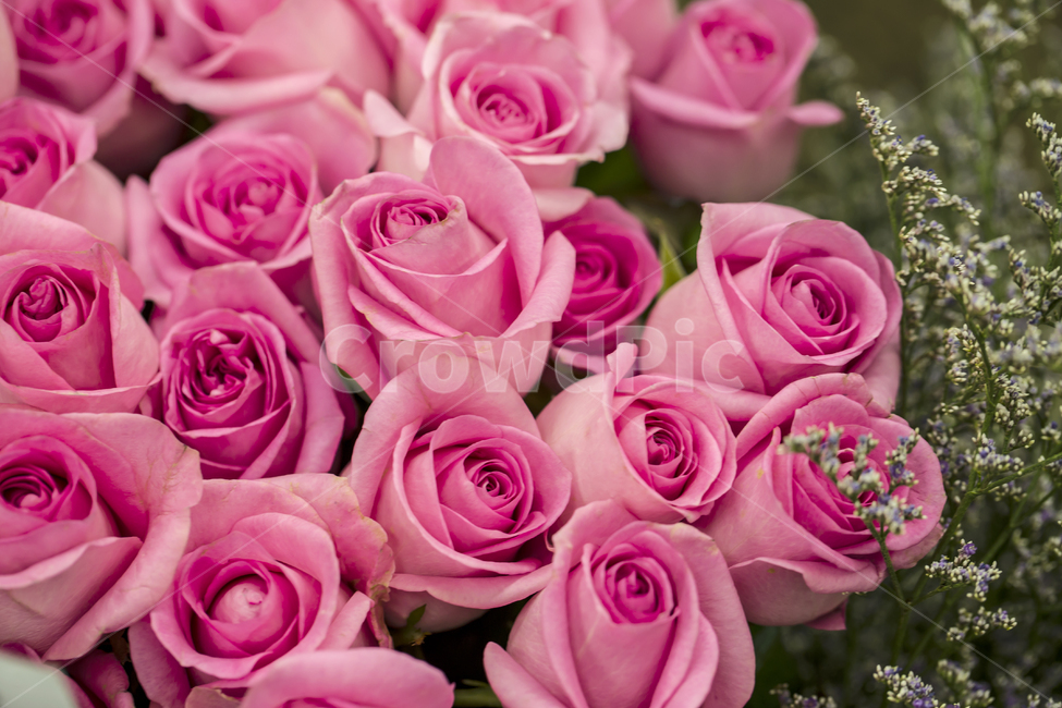 분홍색,장미,꽃,장미꽃,송이,다발,핑크,선물,발렌타인,꽃,flower,기념일,축하,anniversary,congratulation,celebrate,celebration