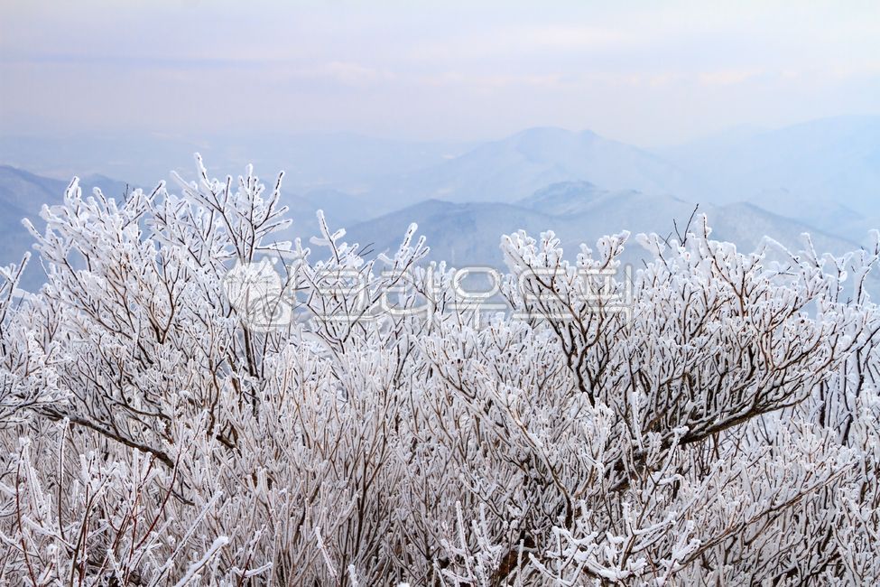 겨울,눈꽃,상고대,설경,서리,눈,하늘,자연,산,산맥,추위,하얀,발왕산,나무,야외,옥외,outdoors,nature,sky,balwangsan,sanggodae,cold,mountain,mountainrange,snow,snowflower,snowscene,tree,white,winter,frost