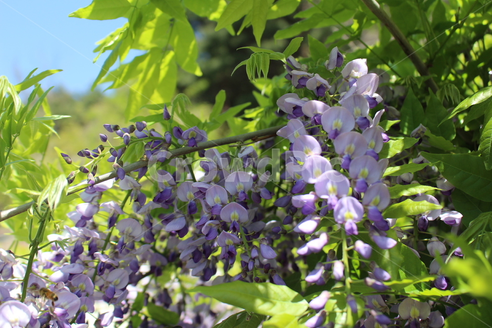 plant,식물,flower,꽃,blossom,햇살,야외,공원,초록색