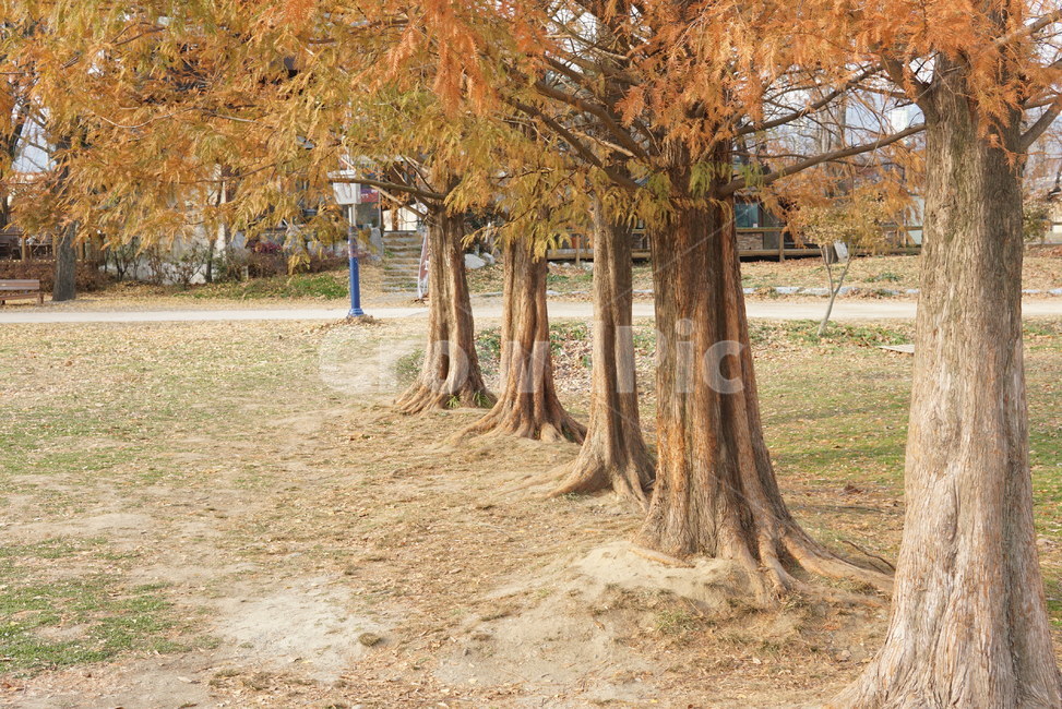 나무,가로수,가을,공원,단풍,안정감,고요,여유,휴식,계절,자연,가을,계절,fall,autumn,season,자연,풍경,nature,landscape,tree,plant,식물,tree trunk,나무 줄기