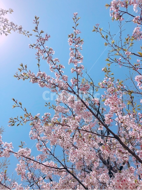 벚꽃,벚꽃나무,벚꽃잎,꽃,봄,분홍꽃,식물,봄날,식물,자연,plants,nature,꽃,flower