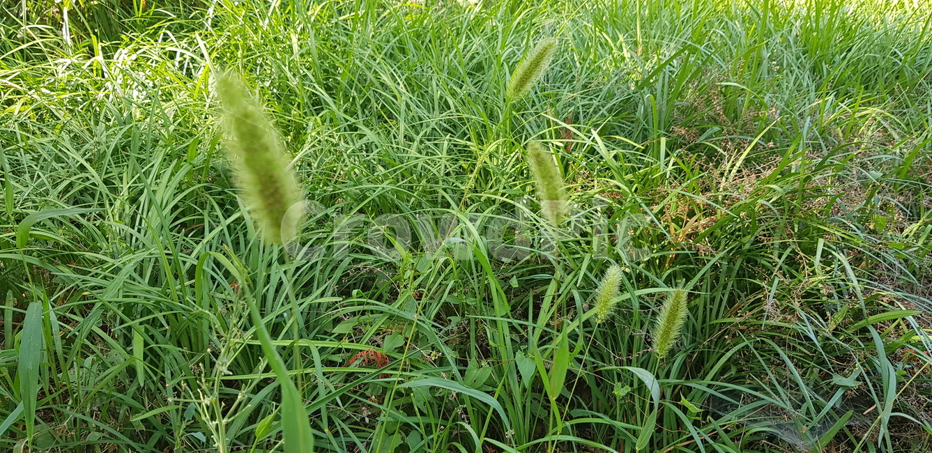초록,계절,식물,풀,강아지풀