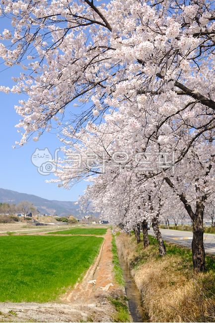 봄, 봄꽃, 벚꽃, 자연, cherryblossom, 사진,이미지,일러스트,캘리그라피 - 선비야작가