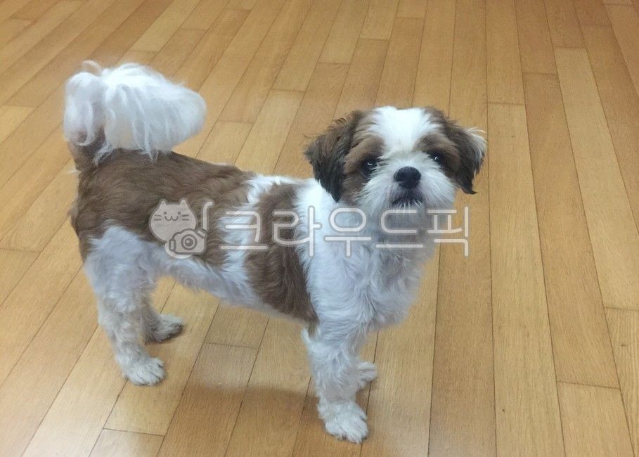 shihtzu,시츄,시추,동물,aminal,mammal,포유류,dog,강아지,개,pet,애완동물,반려동물,furryfriend,smile,바닥,flooring