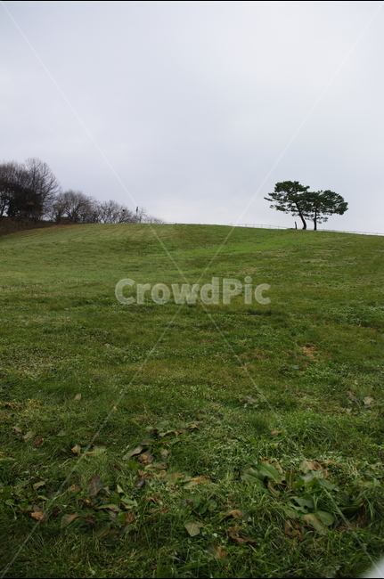 목장,나무,풍경,언덕,초원,자연,풍경,nature,landscape,outdoors,옥외,grassland,목초지,field,들