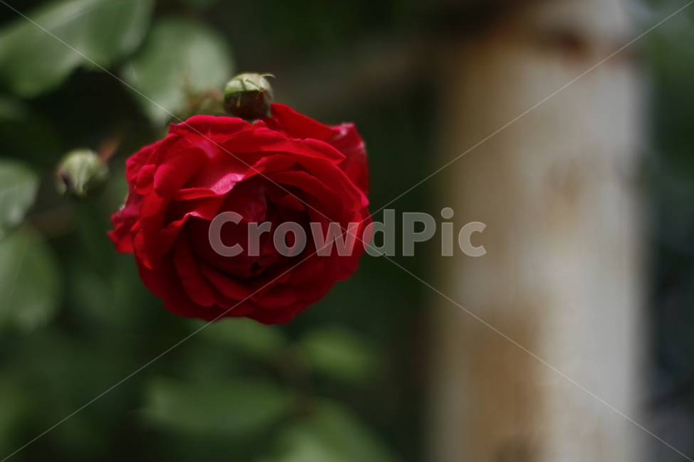 blossom,꽃,flower,rose,장미,식물,plant,식물,자연,plants,nature,꽃,flower