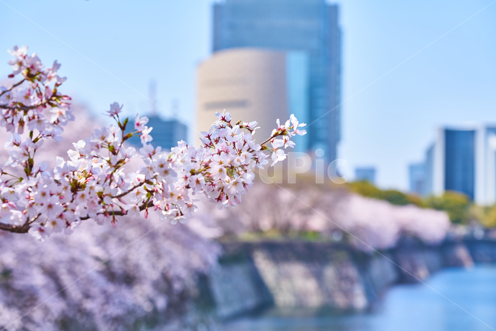 일본,오사카,벚꽃,봄,교토,spring,봄,계절,spring,season,식물,자연,plants,nature,꽃,flower,plant,blossom