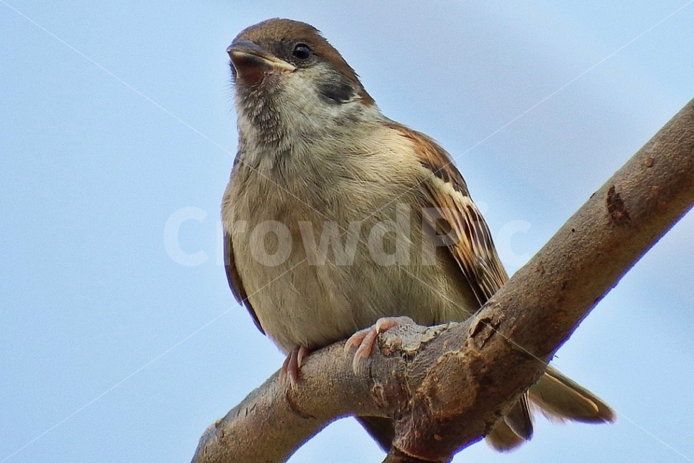 부산,시민공원,참새,조류,새,탐조,동물,animal,조류,새,birds