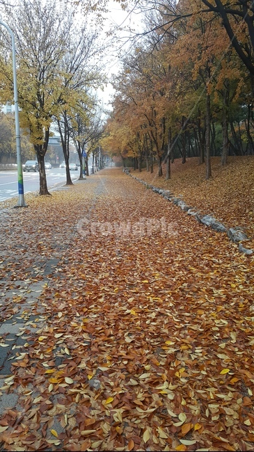가로수,가을,단풍,낙엽,가을길