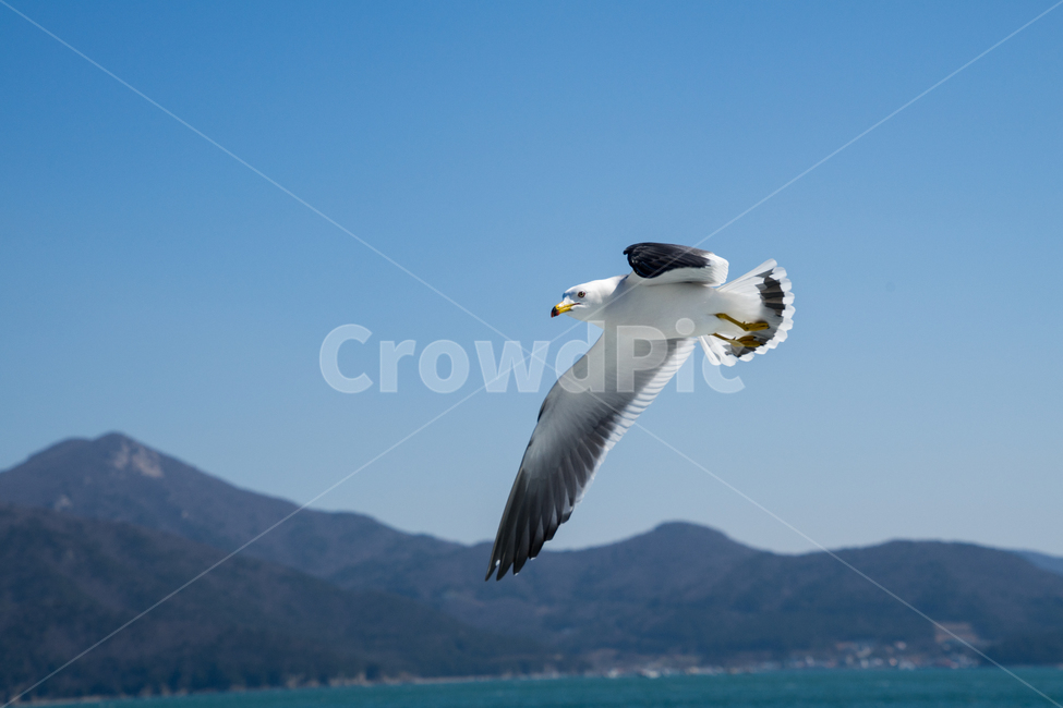 갈매기,조류,바다,비상,새,비행,seagull,창공,날다,자연,트랙킹,연사,순간포착,동물,animal,조류,새,birds