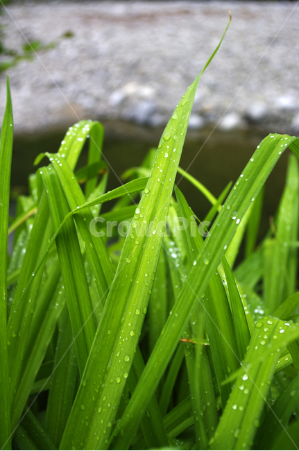 식물,초록,풀,이슬,plant,식물,자연,plants,nature
