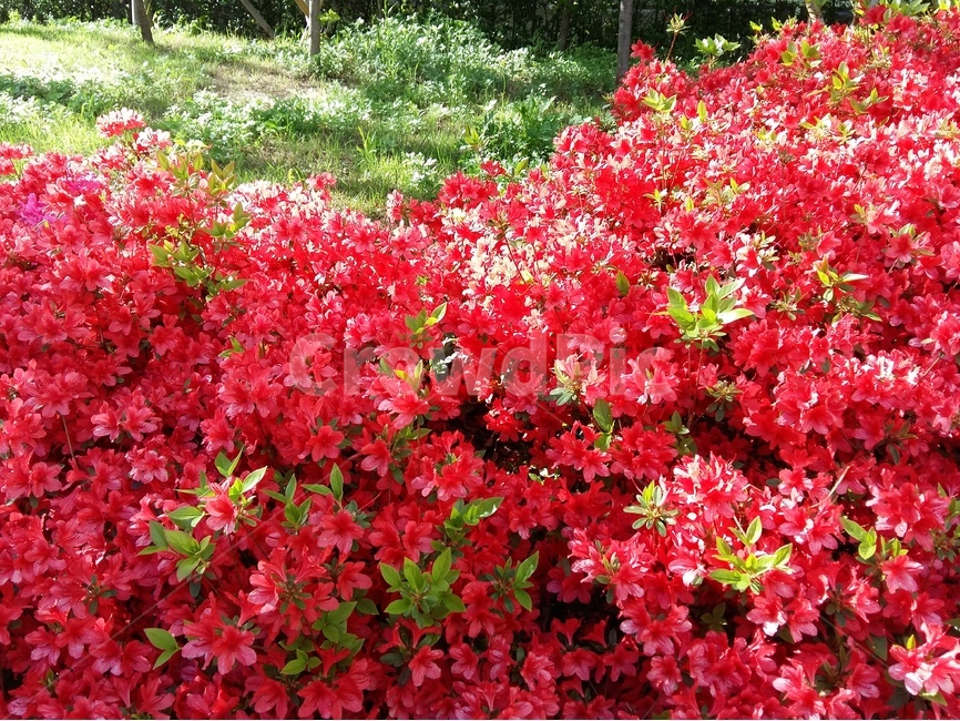 영산홍,빨강,빛,연두잎,정열,식물,자연,plants,nature,꽃,flower