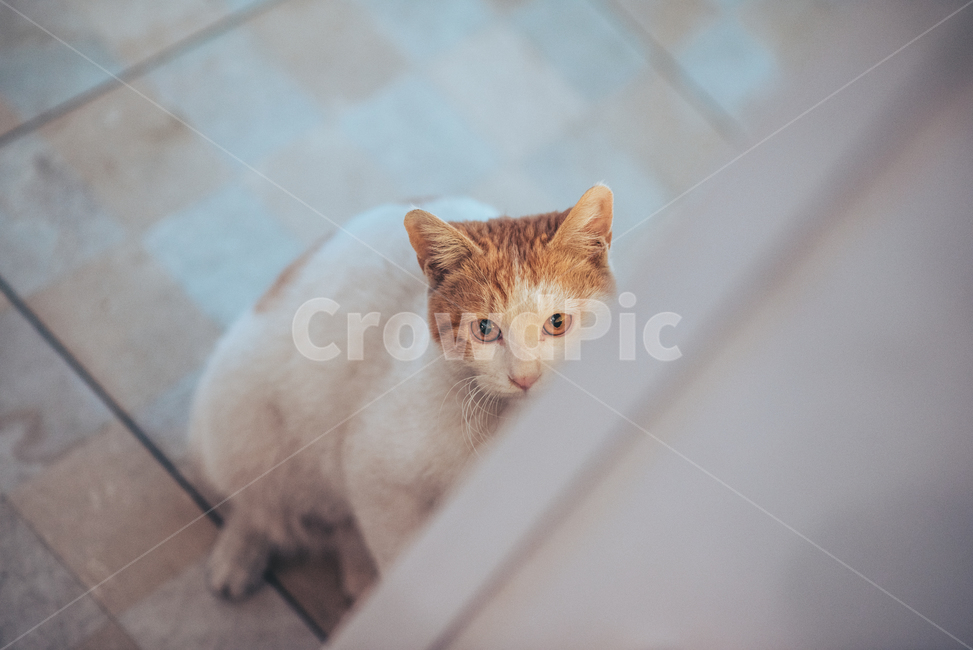 고양이,cat,동물,animal,길고양이,길냥이,냥이,노랭이,치즈냥이,반려동물,동물,animal,포유류,mammal,고양이,cat,kitten,kitty,감성,sensible,feeling