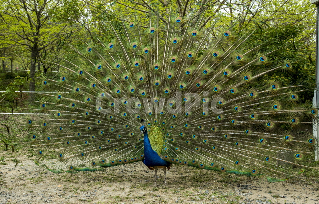 공작,새,동물,조류,부채,화려한새,동물,animal,조류,새,birds