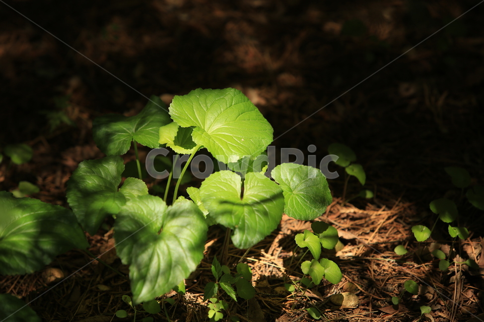 빛,희망,봄,5월,여름,생명,식물,자연,plants,nature