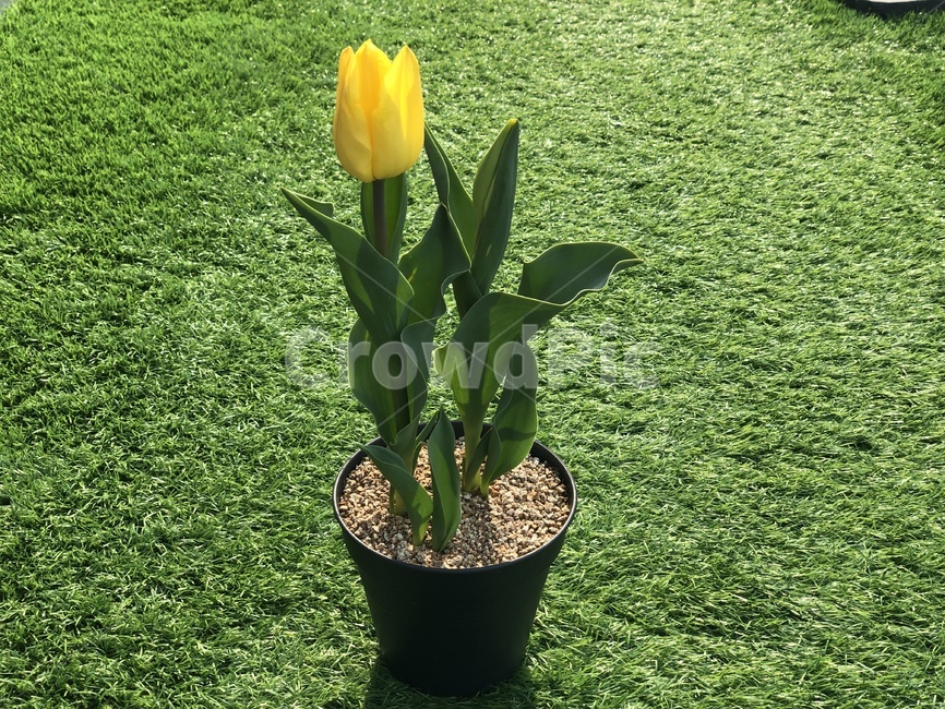 튤립,봄꽃,화분,홈가드닝,노란튤립,식물,자연,plants,nature,꽃,flower,실내용화초,화분,화초,house plant