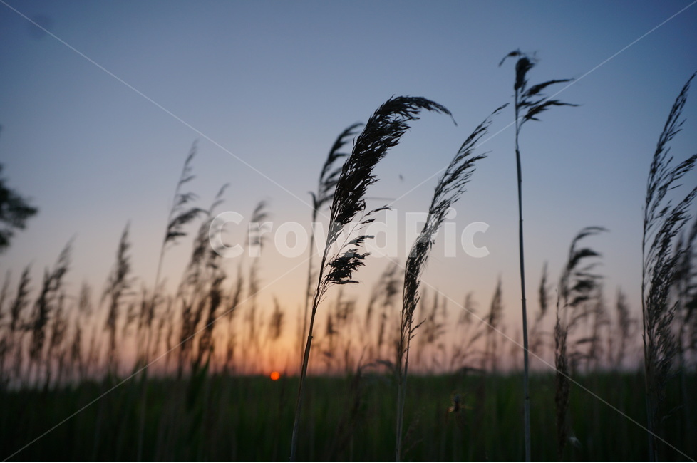 자연,하늘,노을,일몰,갈대밭,역광,자연,풍경,nature,landscape,grass,잔디,plant,식물,lawn,reed,갈대