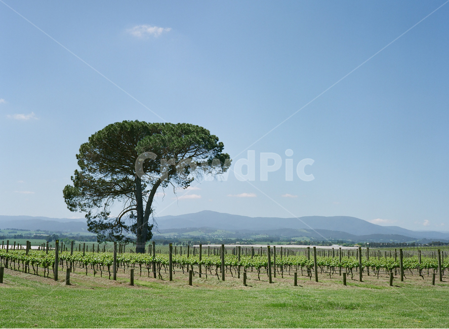 nature,자연,outdoors,winery,와이너리,멜버른,멜번,필름사진,나무,tree,산,countryside,시골,rural,호주,자연,풍경,nature,landscape