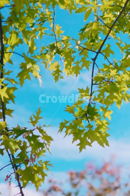 단풍,하늘,초록색단풍,아웃포커싱,낙엽,여름,계절,summer,season,자연,풍경,nature,landscape,leaf,잎,plant,식물,tree,나무