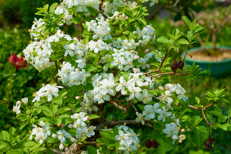 찔레,찔레꽃,야광나무,찔레나무,봄,꽃,화사한,흰꽃,하얀색꽃,flower,spring,vivid,blooming,장미,식물,자연,plants,nature,꽃,flower