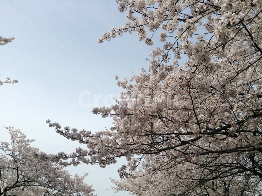 풍경,꽃,벚꽃,봄,사쿠라,하늘,flower,sakura,cherryblossom,sky,spring,봄,계절,spring,season,식물,자연,plants,nature,꽃,flower,plant,blossom,cherry blossom