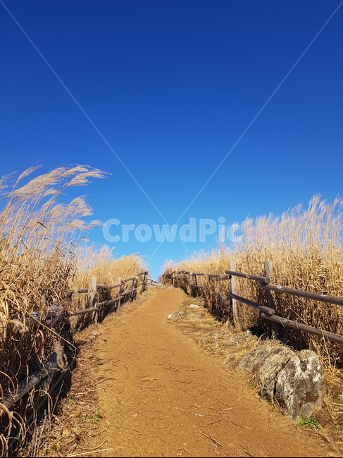 자연,갈대,힐링,시원,편안함,길,가을,계절,fall,autumn,season,grass,잔디,plant,식물,nature