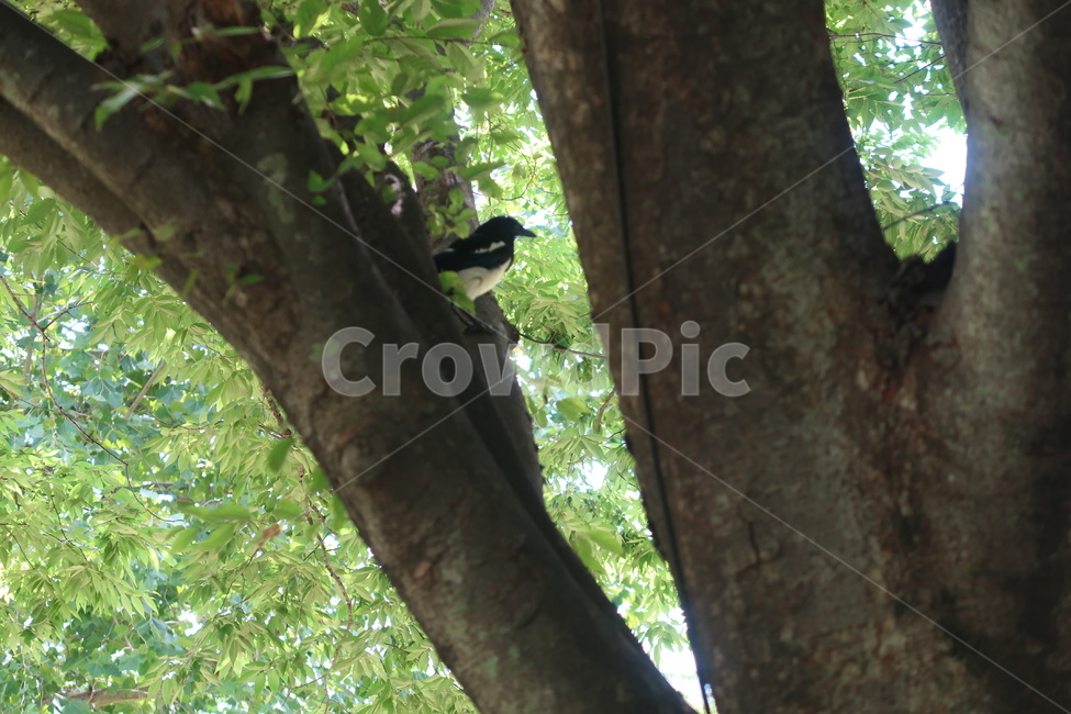 나무,새,bird,tree,초록색,green