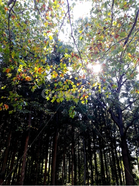 숲,light,빛,tree,나무,식물,plant,나무,trees,wood