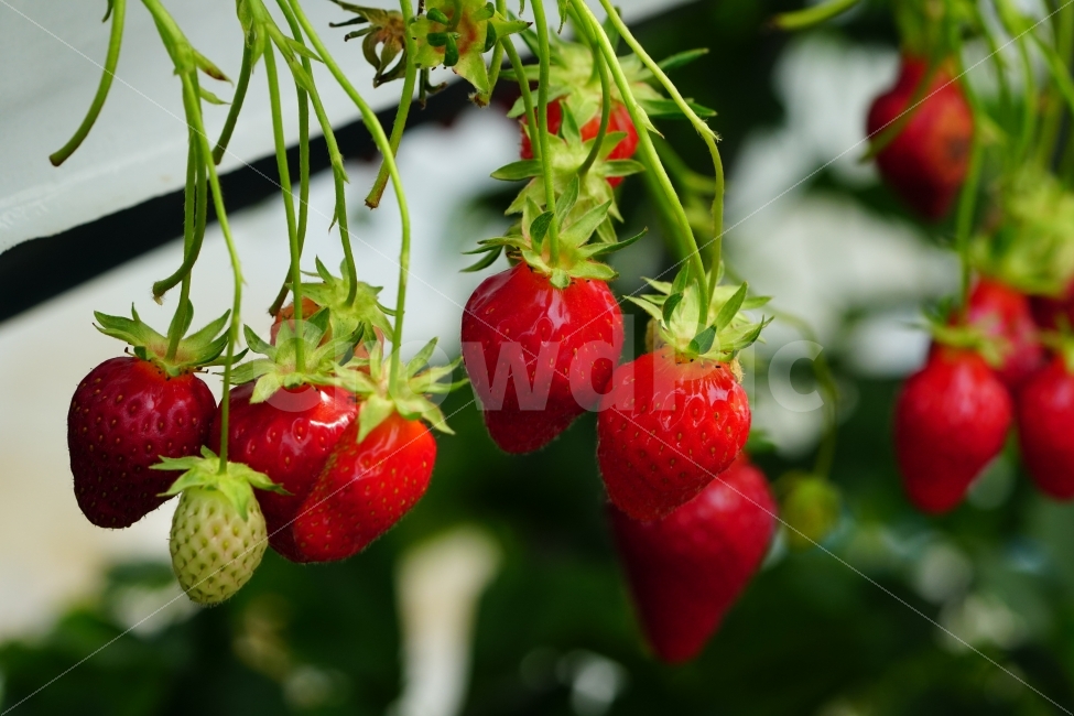 딸기,과일,열매,식물,자연,빨강,fruit,strawberry,nature,red,식물성,과실,농장,농작물,농산물,빨간,빨강색,빨간색,맛있는,맛있다,싱싱한,싱싱한다,수확,재배,과수원,음식,식재료,요리,food,cook,meal,dishes,food reserves,과일,열매,fruit,채소,야채,vegetables