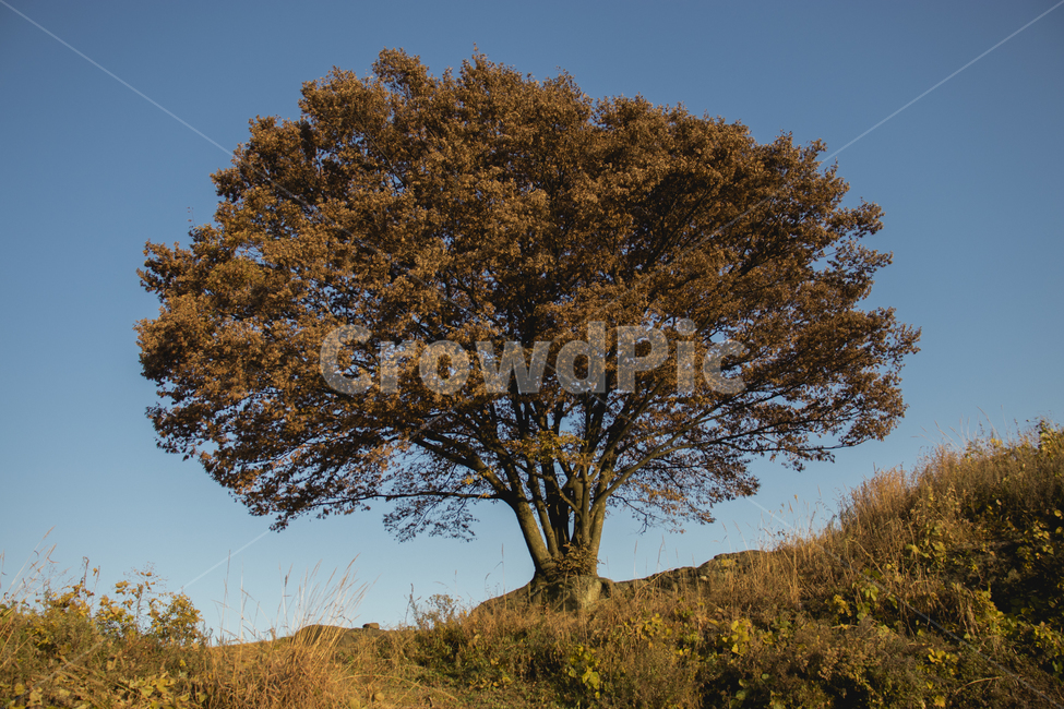 나무,단풍,자연,희망,tree,식물