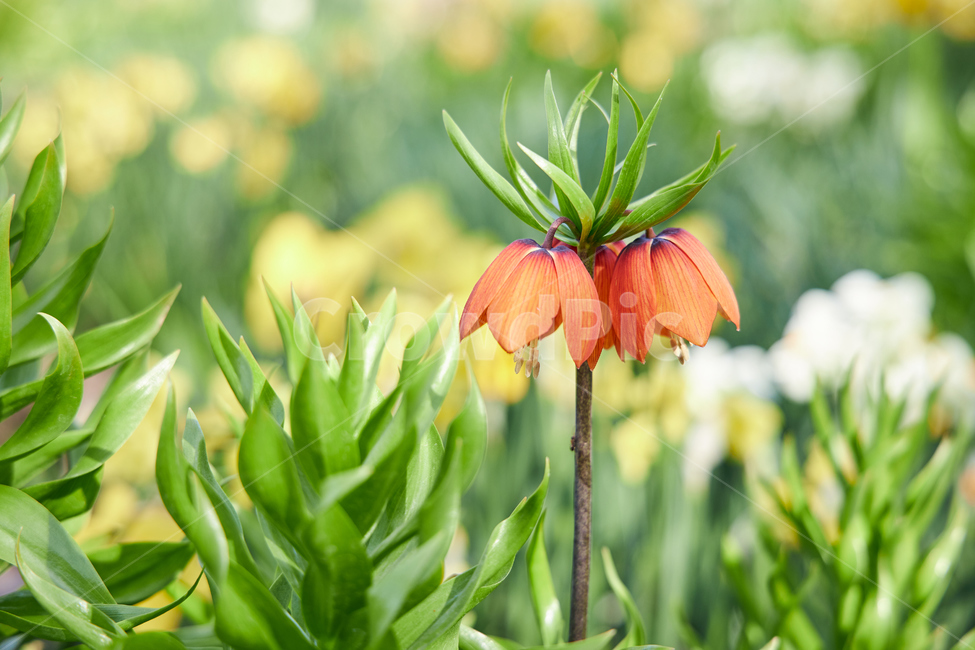 plant,식물,flower,blossom,꽃,crownimperial,주황색꽃,크라운임페리얼,봄꽃,식물,자연,plants,nature,꽃,flower