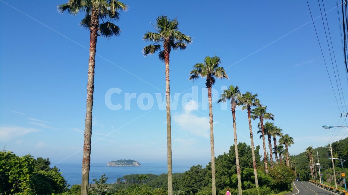 야자수,야자수길,야자수가로수,제주야자수,야자수나무,나무,trees,wood