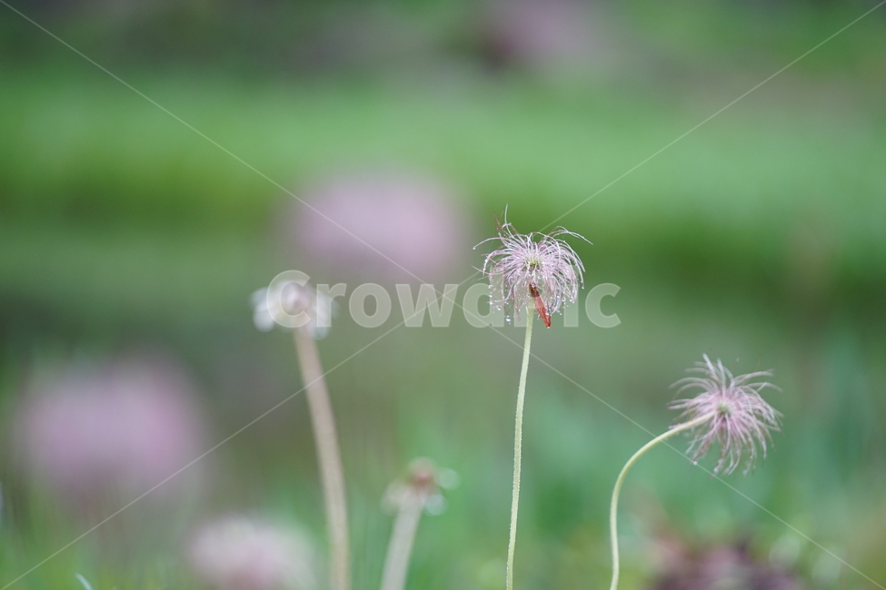 식물,자연,풍경,풍경사진,나무,경치,생명,그린,녹색,숲,식물,자연,plants,nature,꽃,flower
