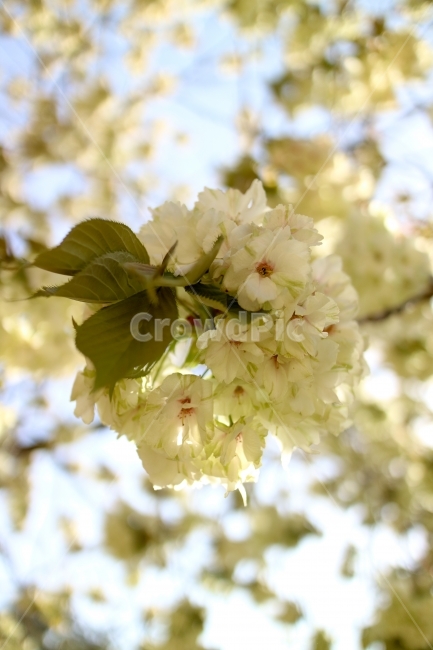 벚꽃,겹벚꽃,청벚꽃,봄꽃,꽃,flower,cherryblossom,봄,초록,녹색,청색,푸르다,탐스럽다,탐스러움,몽글몽글,동글동글,예쁜꽃,green,spring,봄,계절,spring,season,식물,자연,plants,nature,꽃,flower,plant,blossom