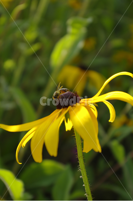 루드베키아,꽃,식물,flower,plant,식물,자연,plants,nature,꽃,flower