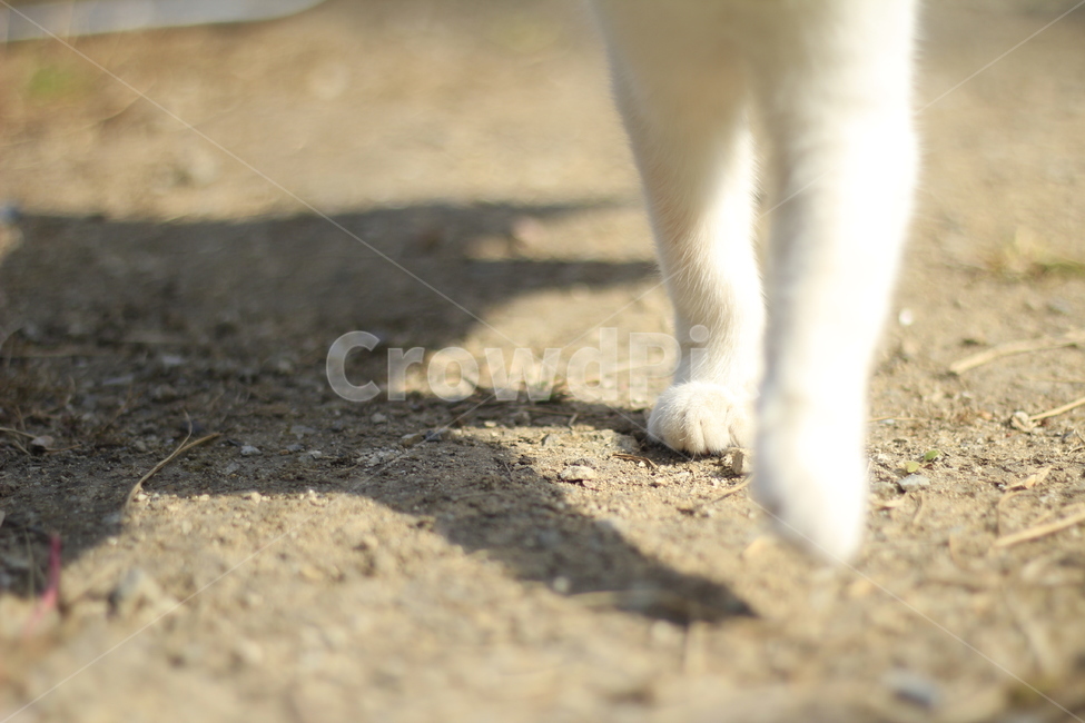 동물,고양이,감성,반려,야옹