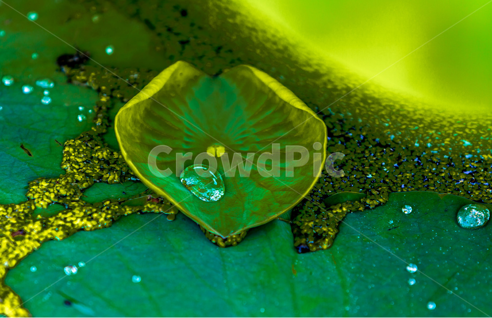 연잎,물방울,습지,개구리밥,무늬,식물,자연,plants,nature