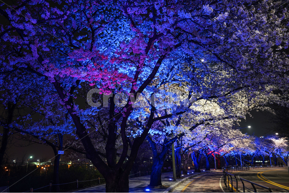여의도,윤중로,벚꽃축제,벚꽃길,벚꽃,CherryBlossom,야경,야화,nightview,natural,landscape,식물,봄,배경,자연,서울벚꽃,서울명소,힐링,spring,하얀꽃,splendor,화사,flowers,나무,trees,wood,축제,봄,계절,spring,season,야경,밤,풍경,nightscape,night,landscape,도시,city,한국도시풍경,한국도시경관,korea cityscape,식물,자연,plants,nature,나무,trees,wood,plant