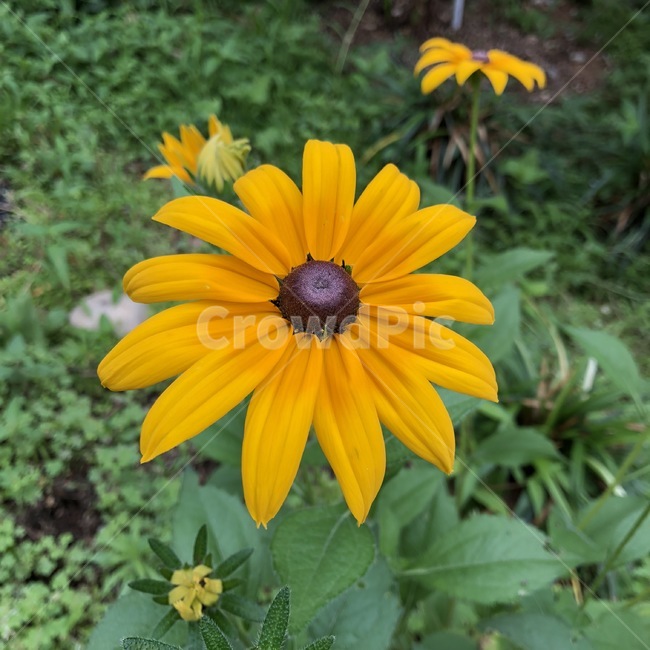 꽃,식물,자연,노랑,초록,flower,plants,nature,yellow,green,hana,shokubutsu,kiiro,midori,식물,자연,plants,nature,꽃,flower