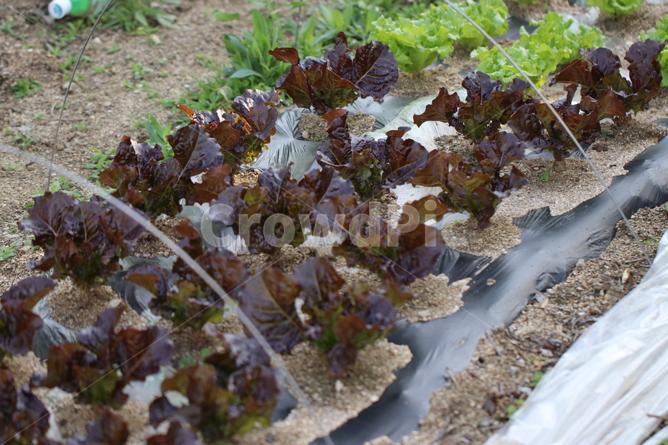 상추,적상추,재배,채소,식용작물,텃밭,음식,식물,자연,plants,nature,채소,야채,vegetables,산업,industry,industrial,농업,농사,agriculture,farming,farming industry