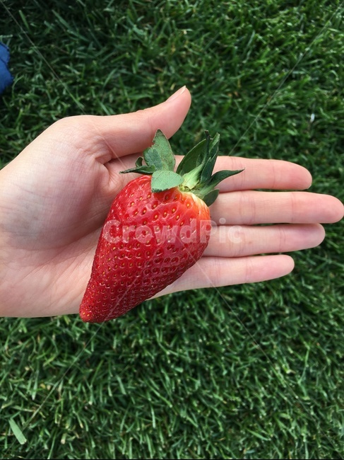 딸기,과일,손,잔디,레드,빨간색,보색,초록,red,green,hand,grass,싱싱한,새콤한,빨간